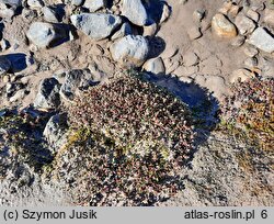 Saxifraga oppositifolia (skalnica naprzeciwlistna)