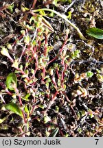 Saxifraga oppositifolia (skalnica naprzeciwlistna)