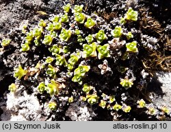 Saxifraga oppositifolia (skalnica naprzeciwlistna)