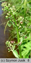 Scrophularia umbrosa (trędownik skrzydlaty)