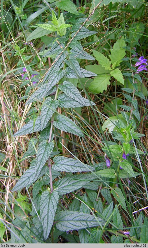 Scutellaria galericulata (tarczyca pospolita)