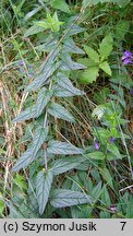 Scutellaria galericulata (tarczyca pospolita)