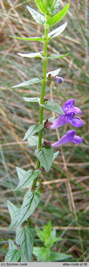 Scutellaria galericulata (tarczyca pospolita)