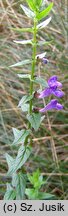 Scutellaria galericulata (tarczyca pospolita)