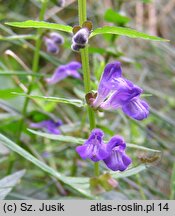 Scutellaria galericulata (tarczyca pospolita)