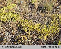 Sedum acre (rozchodnik ostry)