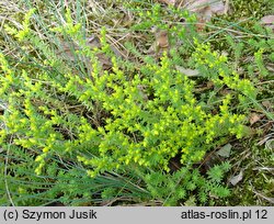 Sedum acre (rozchodnik ostry)