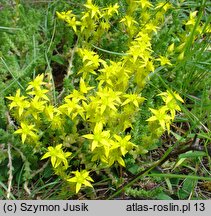 Sedum acre (rozchodnik ostry)