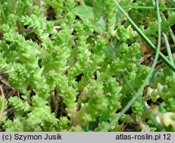 Sedum acre (rozchodnik ostry)