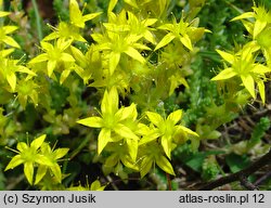 Sedum acre (rozchodnik ostry)