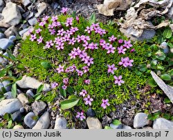 Silene acaulis (lepnica bezłodygowa)