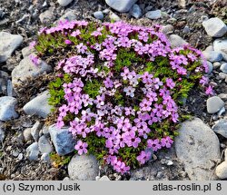 Silene acaulis (lepnica bezłodygowa)