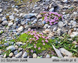 Silene acaulis (lepnica bezłodygowa)