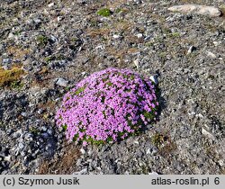 Silene acaulis (lepnica bezłodygowa)