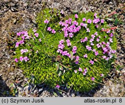 Silene acaulis (lepnica bezłodygowa)