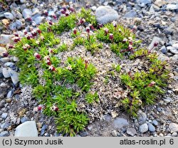 Silene acaulis (lepnica bezłodygowa)