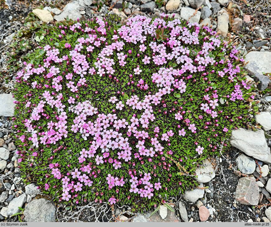 Silene acaulis (lepnica bezłodygowa)