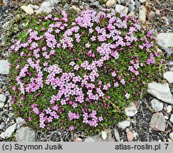 Silene acaulis (lepnica bezłodygowa)