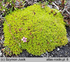 Silene acaulis (lepnica bezłodygowa)