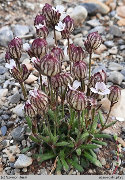 Silene uralensis ssp. uralensis