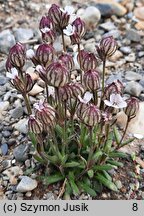 Silene uralensis ssp. uralensis