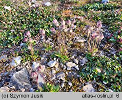 Silene uralensis ssp. uralensis