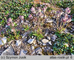 Silene uralensis ssp. uralensis