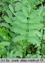 Sium latifolium (marek szerokolistny)