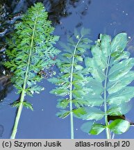 Sium latifolium (marek szerokolistny)