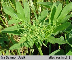 Sium latifolium (marek szerokolistny)