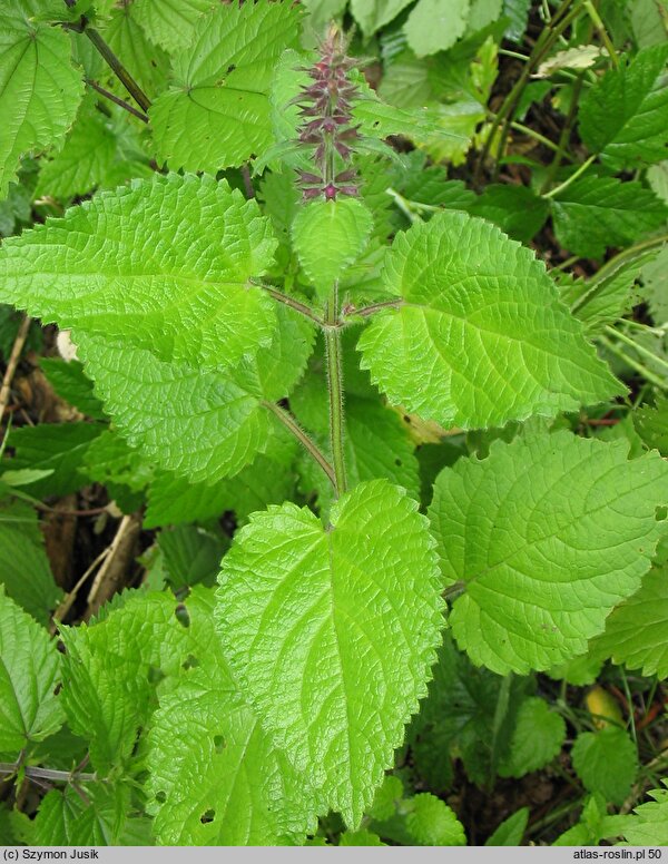 Stachys sylvatica (czyściec leśny)