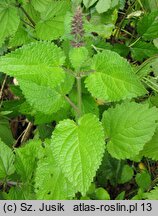 Stachys sylvatica (czyściec leśny)