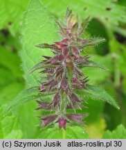 Stachys sylvatica (czyściec leśny)