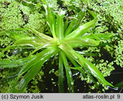 Stratiotes aloides (osoka aloesowata)