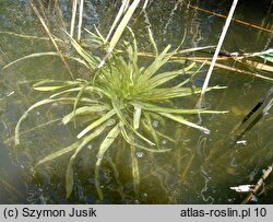 Stratiotes aloides (osoka aloesowata)