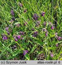 Symphytum officinale (żywokost lekarski)