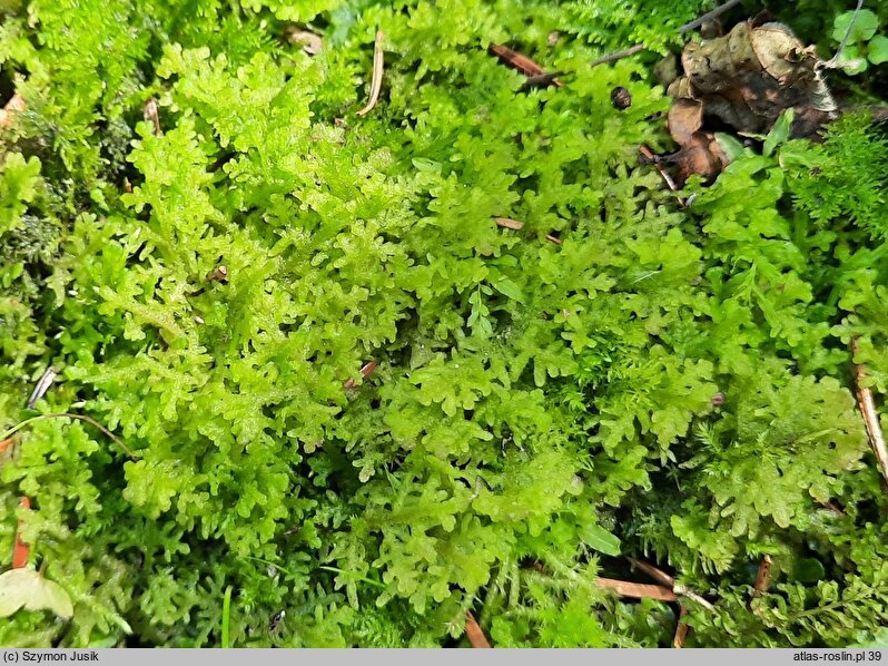 Trichocolea tomentella (rzęsienica kutnerowata)