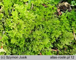Trichocolea tomentella (rzęsienica kutnerowata)
