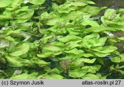 Veronica anagallis-aquatica (przetacznik bobownik)