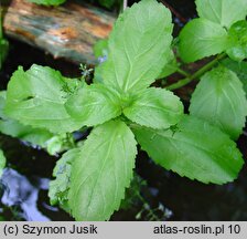 Veronica beccabunga (przetacznik bobowniczek)