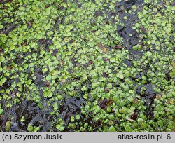 Wolffia arrhiza (wolffia bezkorzeniowa)