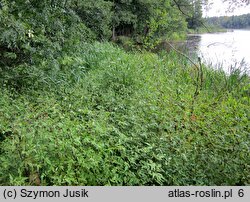 Bidenti-Atriplicetum prostratae - zespół uczepu amerykańskiego i łobody oszczepowatej