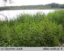 Bidenti-Atriplicetum prostratae - zespół uczepu amerykańskiego i łobody oszczepowatej