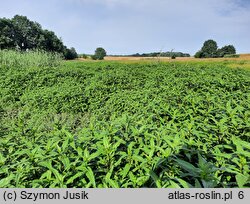 Bidens cernua (uczep zwisły)