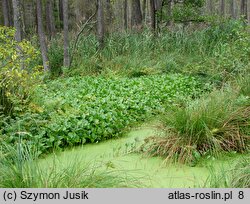 Calletum palustris - zespół czermieni błotnej