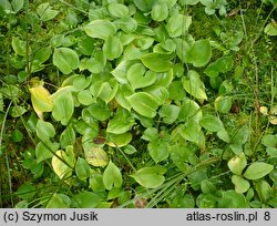 Calletum palustris - zespół czermieni błotnej