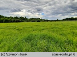 Caricetum gracilis - zespół turzycy zaostrzonej