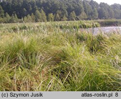 Caricetum paniculatae - zespół turzycy prosowatej