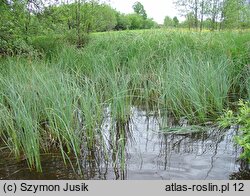 Equiseto fluviatilis-Caricetum rostratae - szuwar turzycy dzióbkowatej