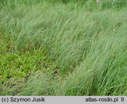 Equiseto fluviatilis-Caricetum rostratae - szuwar turzycy dzióbkowatej